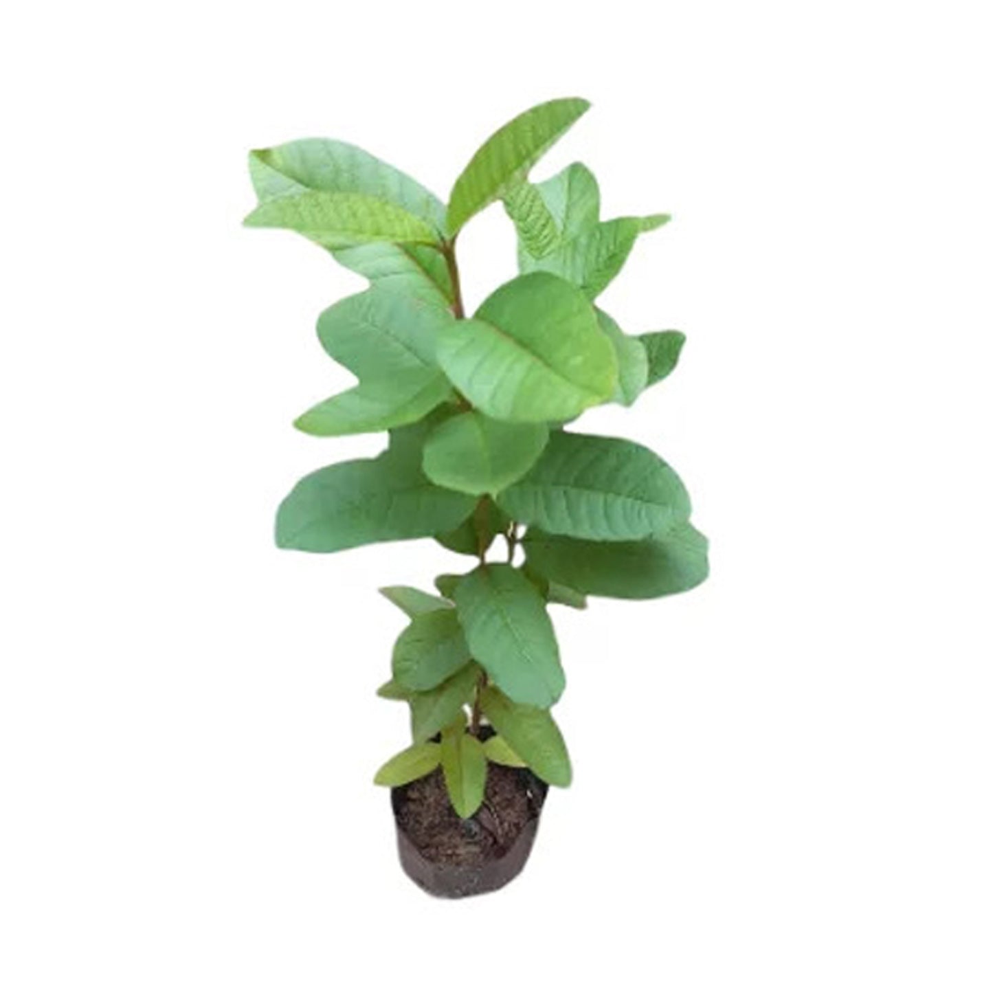 Lakpura White Apple Roślina owocowa guawy