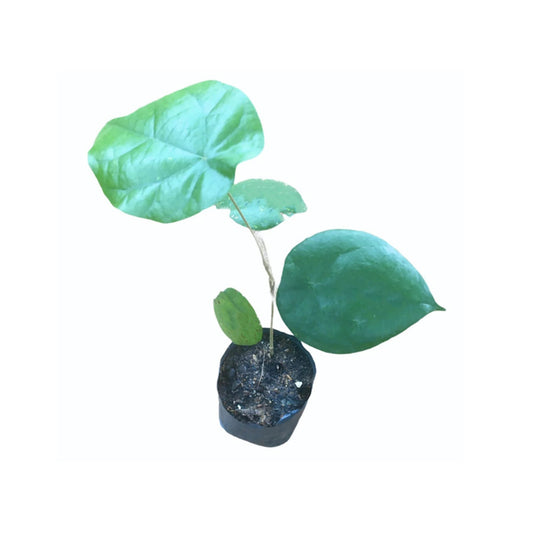 Lakpura® Weni-Wel Plant