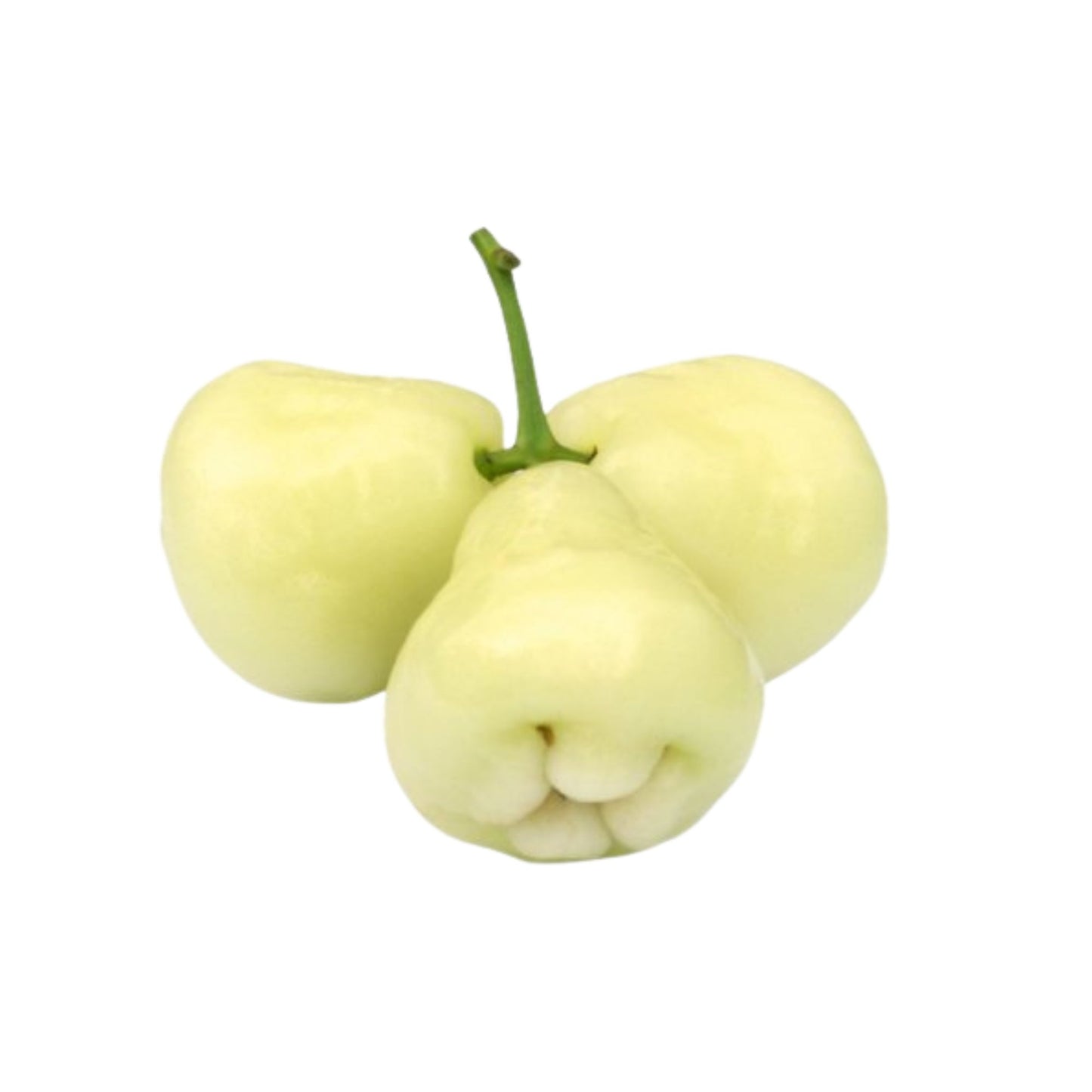 Lakpura® Roślina jabłoni białej róży