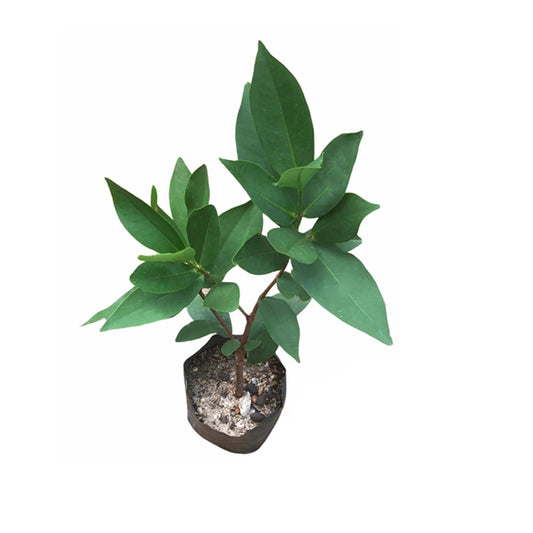 Lakpura® Roślina jabłoni białej róży