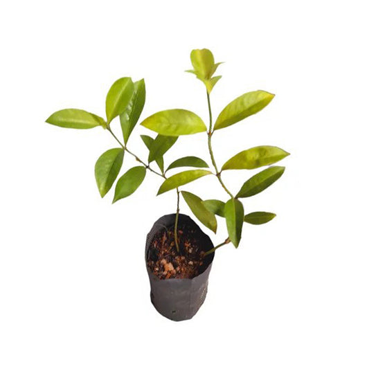 Gonika (/) Rośliny Lecznicze