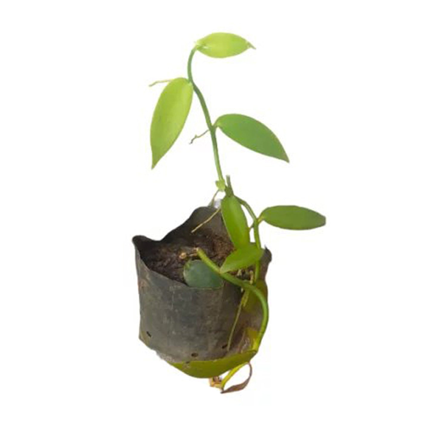 Vanila () Rośliny przyprawowe