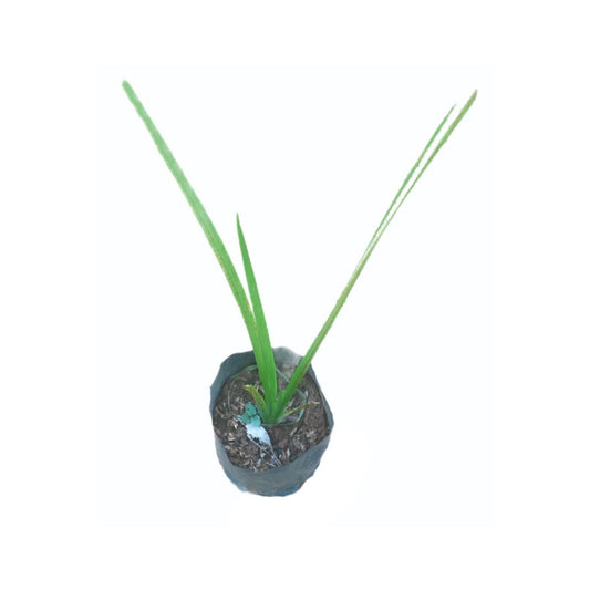 Lakpura® Wild Turmeric (Sweet Flag) Plant