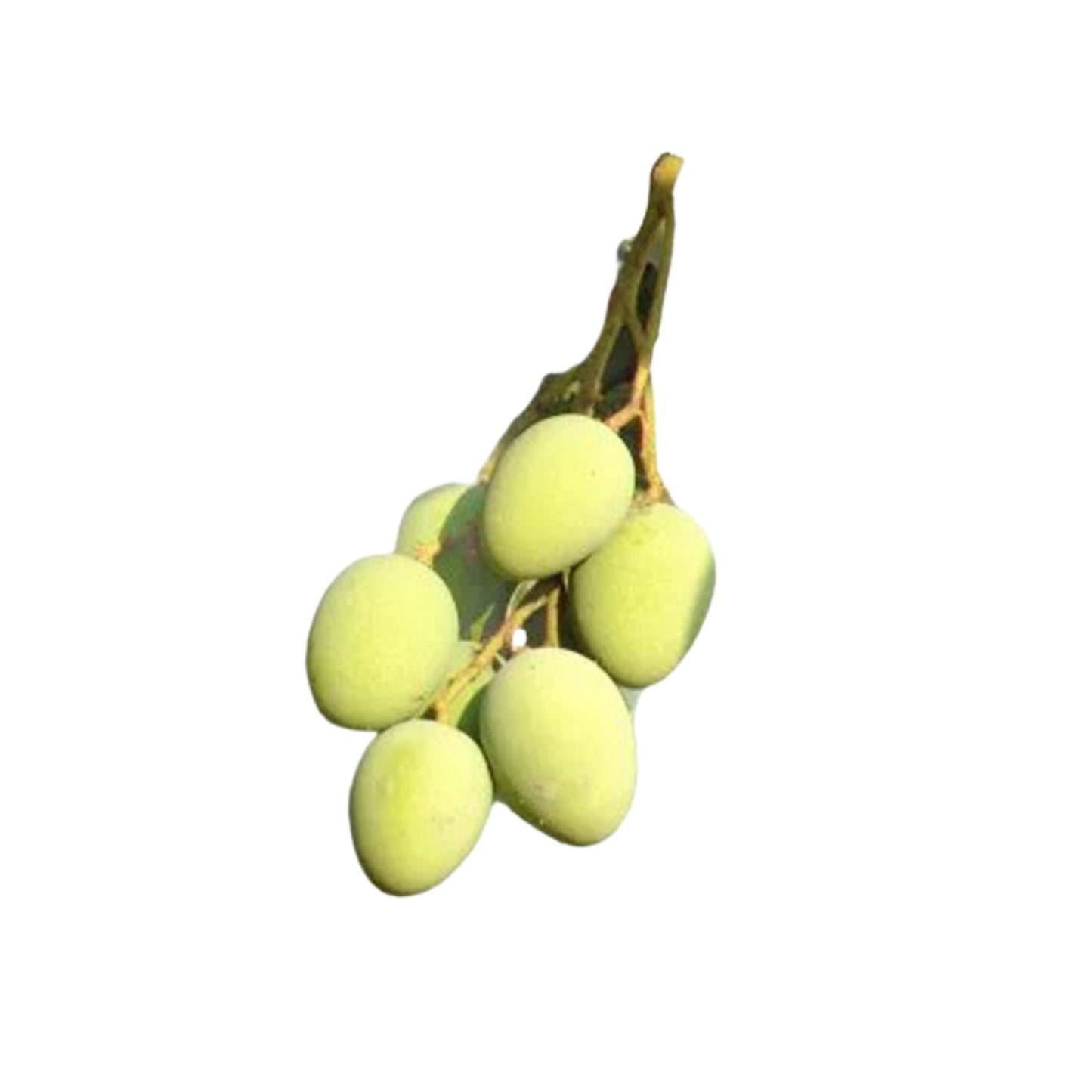 Lakpura® Bandaranayake Roślina bez pestek (Mee Mango)