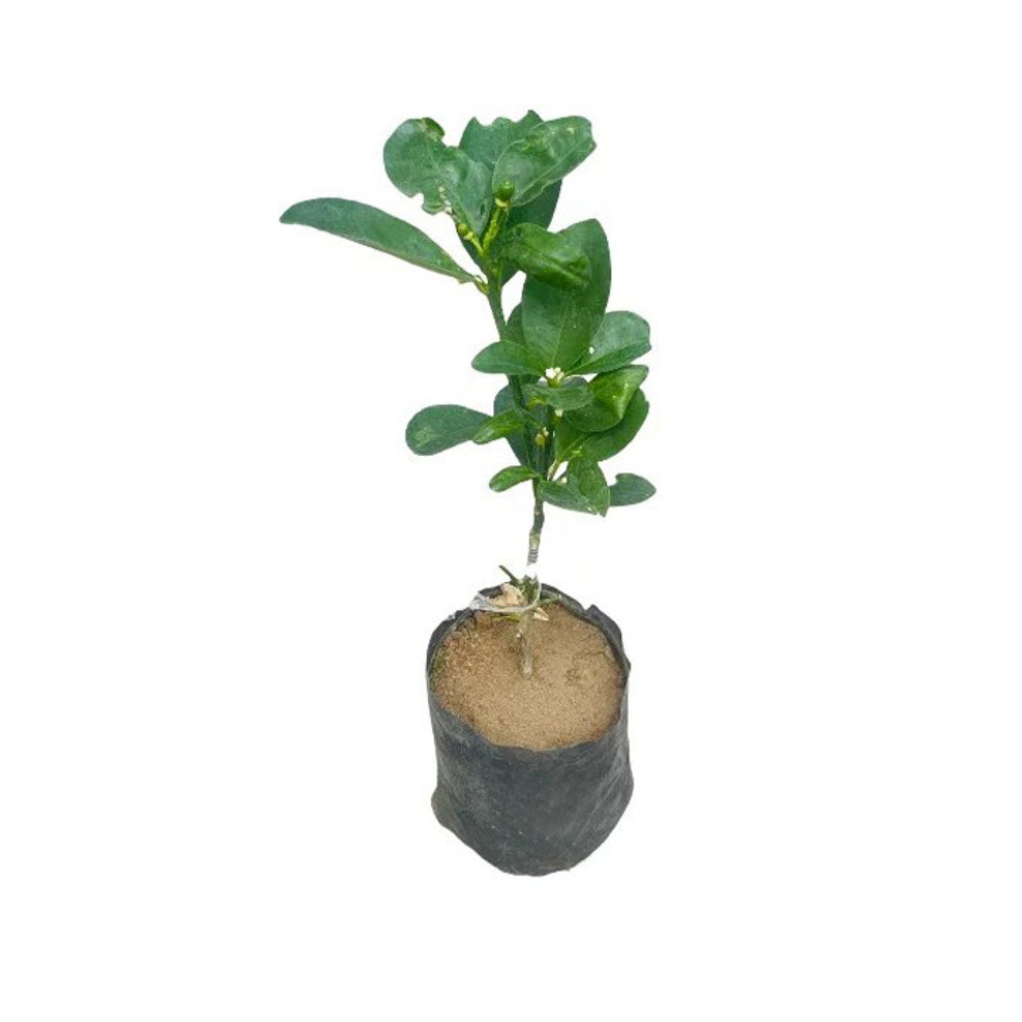 Lakpura® Kumquat Grafted Plant