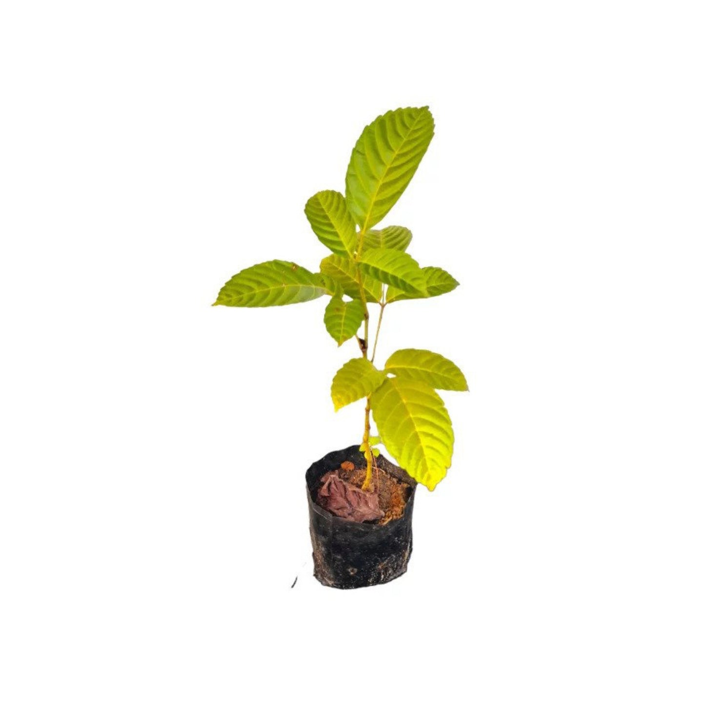 Lakpura® Gurulla Plant