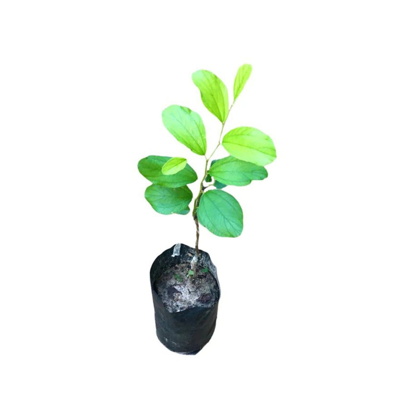 Lakpura® Thai Apple Masan Grafted Plant