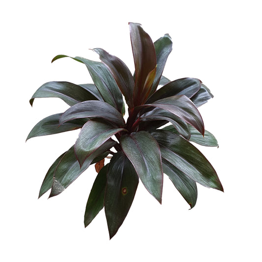 Liście Lakpura® Dracaena Purple Compacta - Średnie