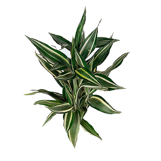 Lakpura Dracaena Sanderiana Victory (50 liści) Średni