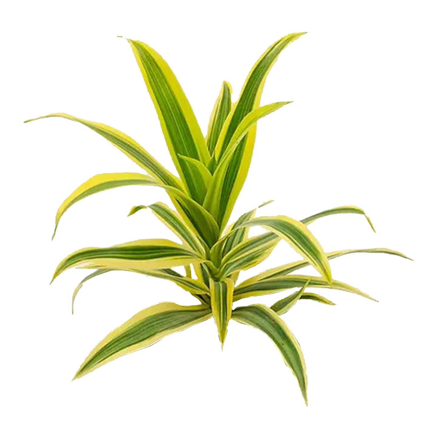Lakpura Dracaena Reflexa „Pieśń Indii” (50 liści) Średni