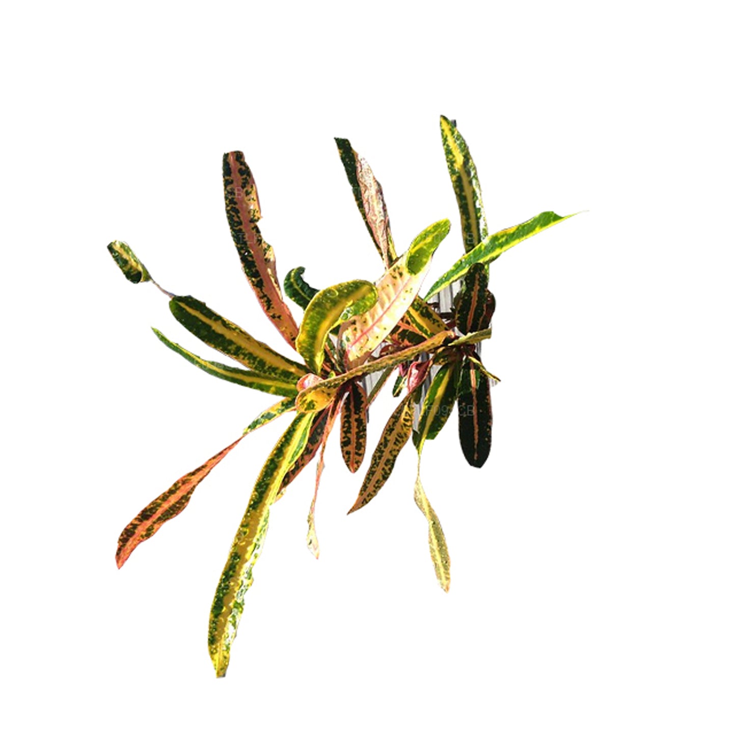 Lakpura Victoria Gold Bell Croton (50 liści)