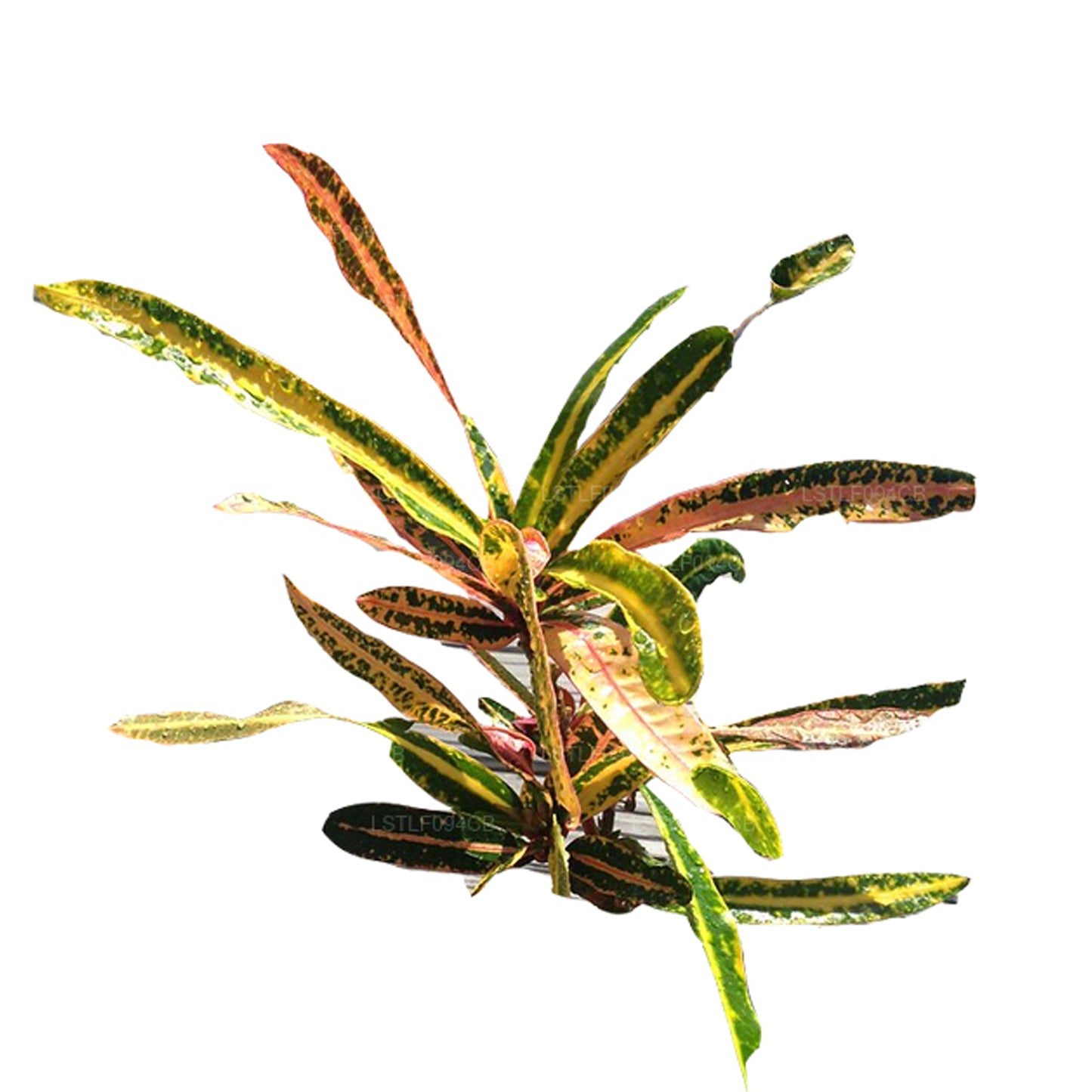 Lakpura Victoria Gold Bell Croton (50 liści)