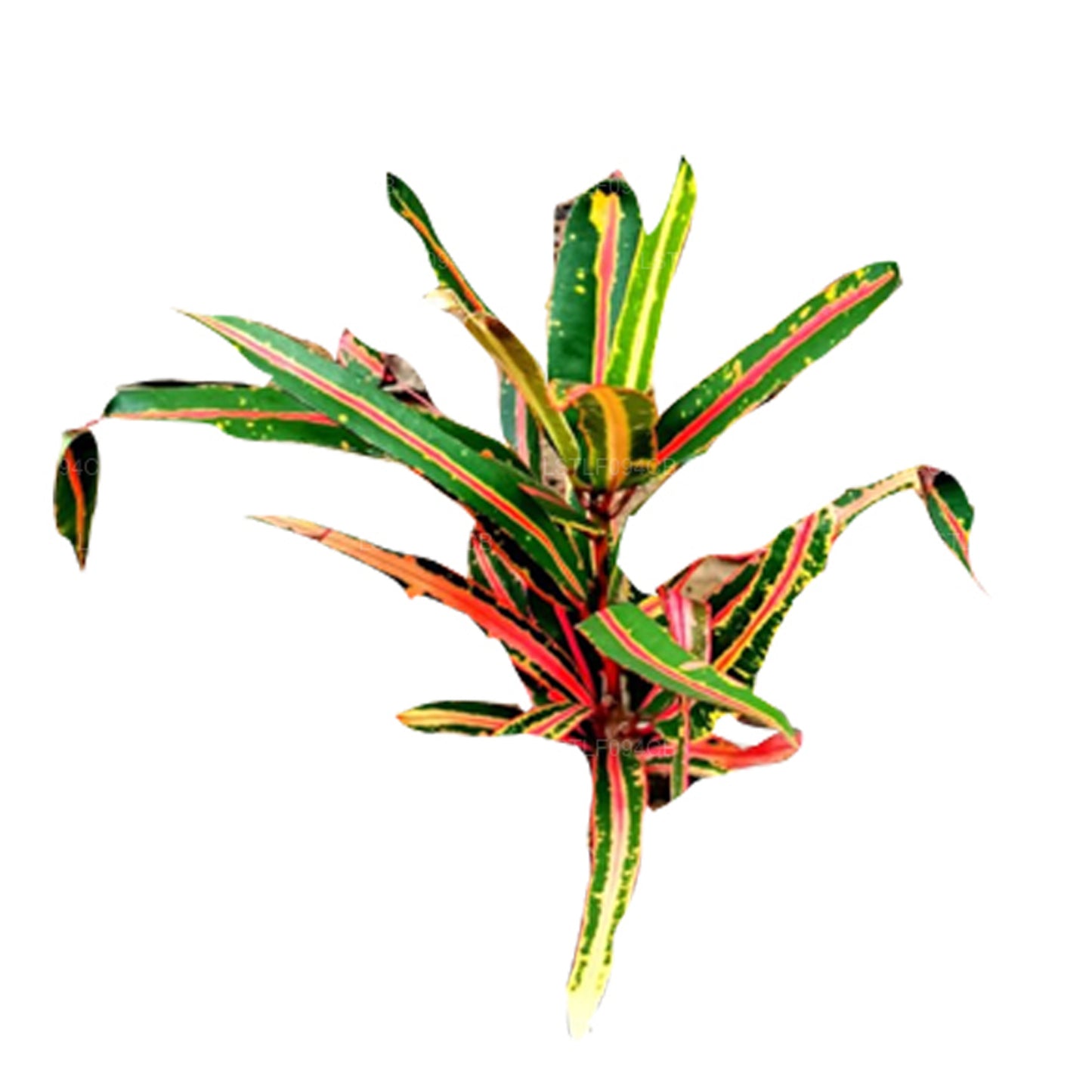 Lakpura Victoria Gold Bell Croton (50 liści)