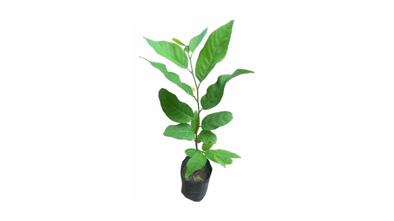 Lakpura Custard Apple (Seeni Anodha) Grafted Plant