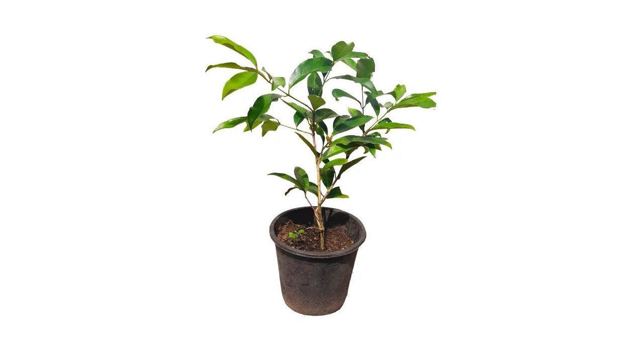 Lakpura Himbutu Plant