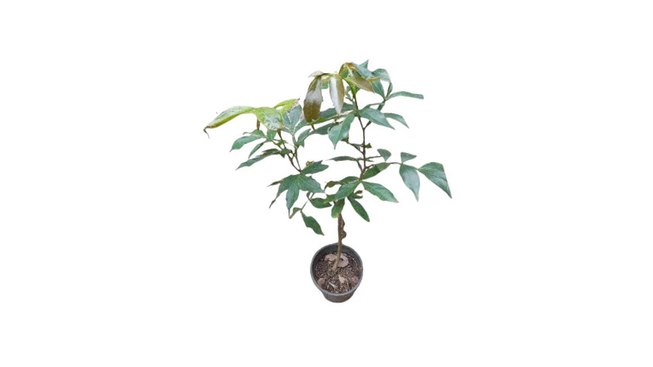 Lakpura Ice Cream Fruit Plant