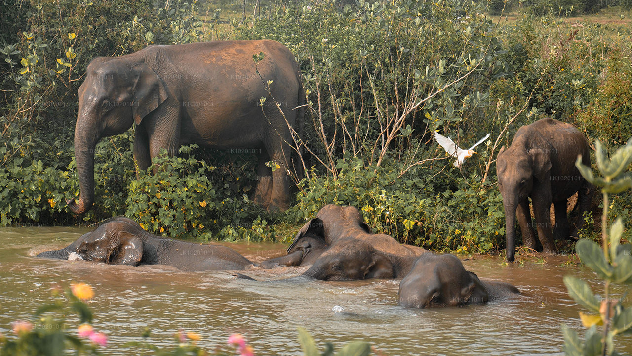 Udawalawe i Galle z Kolombo (2 dni)