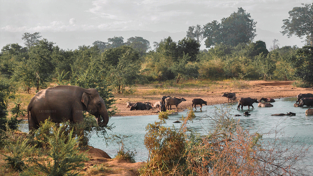 Udawalawe i Galle z Kolombo (2 dni)
