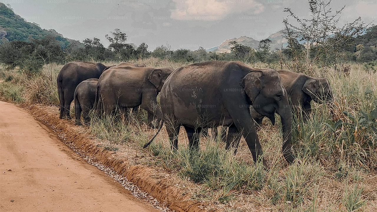 Udawalawe i Galle z Kolombo (2 dni)