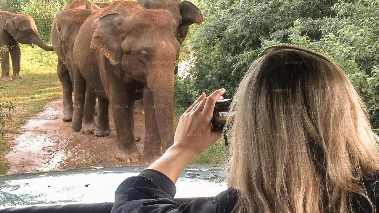 Udawalawe i Galle z Kolombo (2 dni)