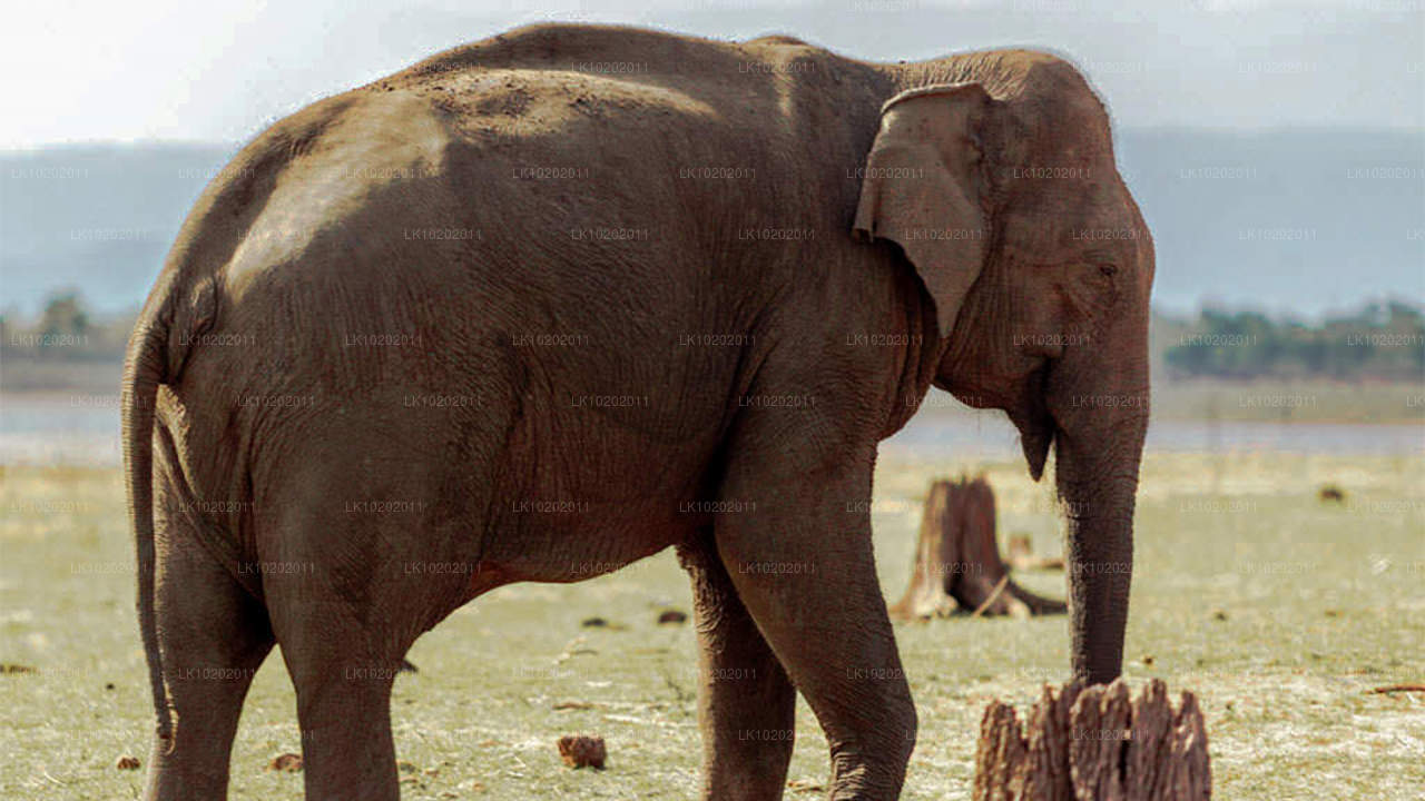 Sigirya i Minneriya z Kolombo (2 dni)