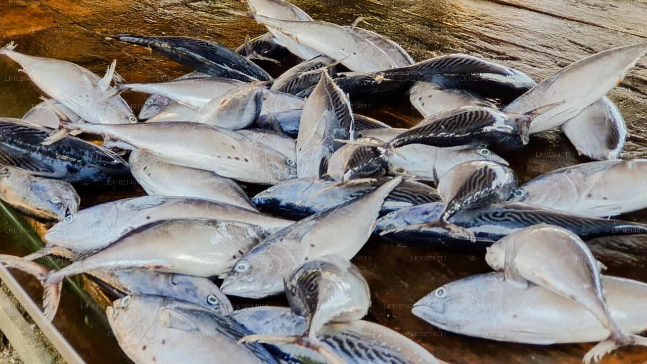 Ahangama i Mirissa z Bentota (2 dni)