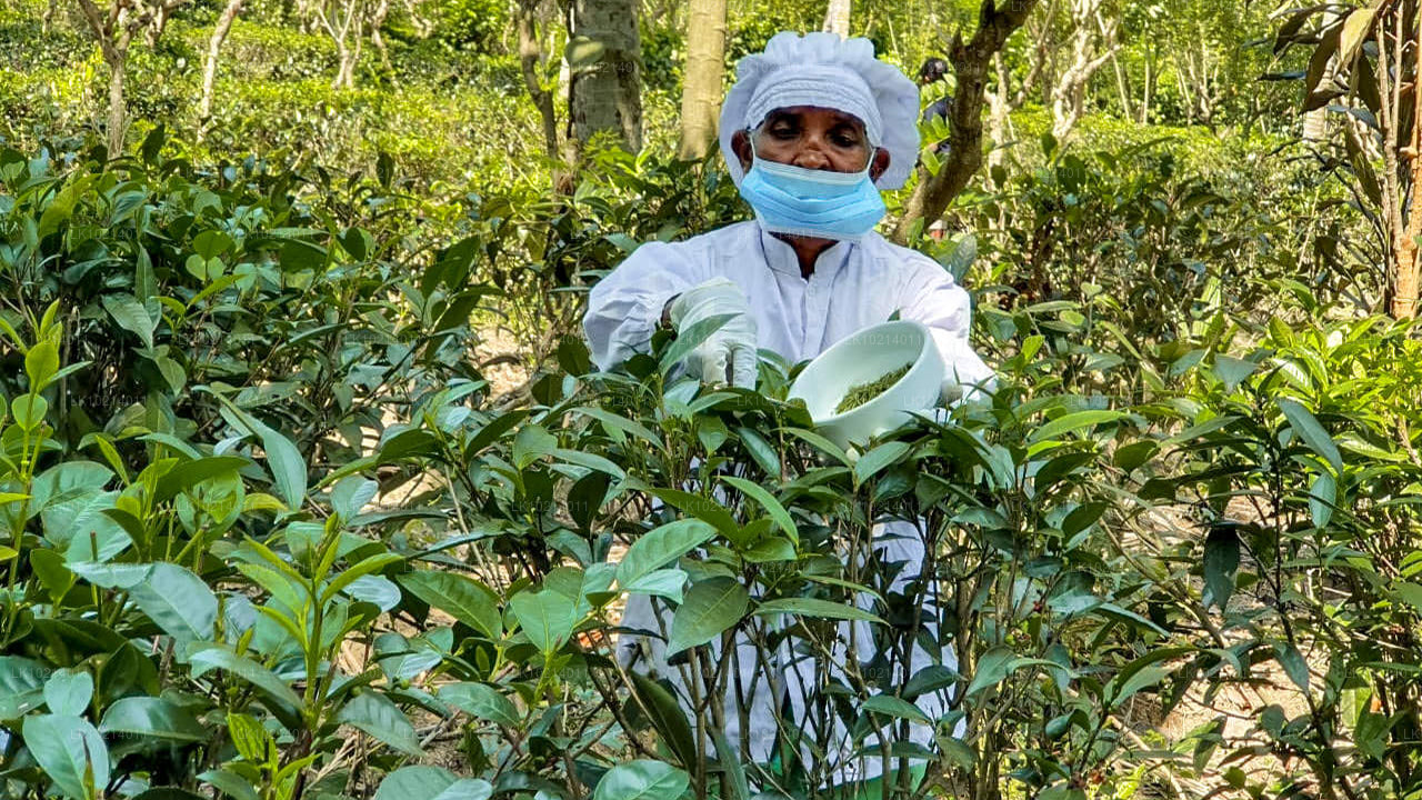Ahangama i Mirissa z Bentota (2 dni)