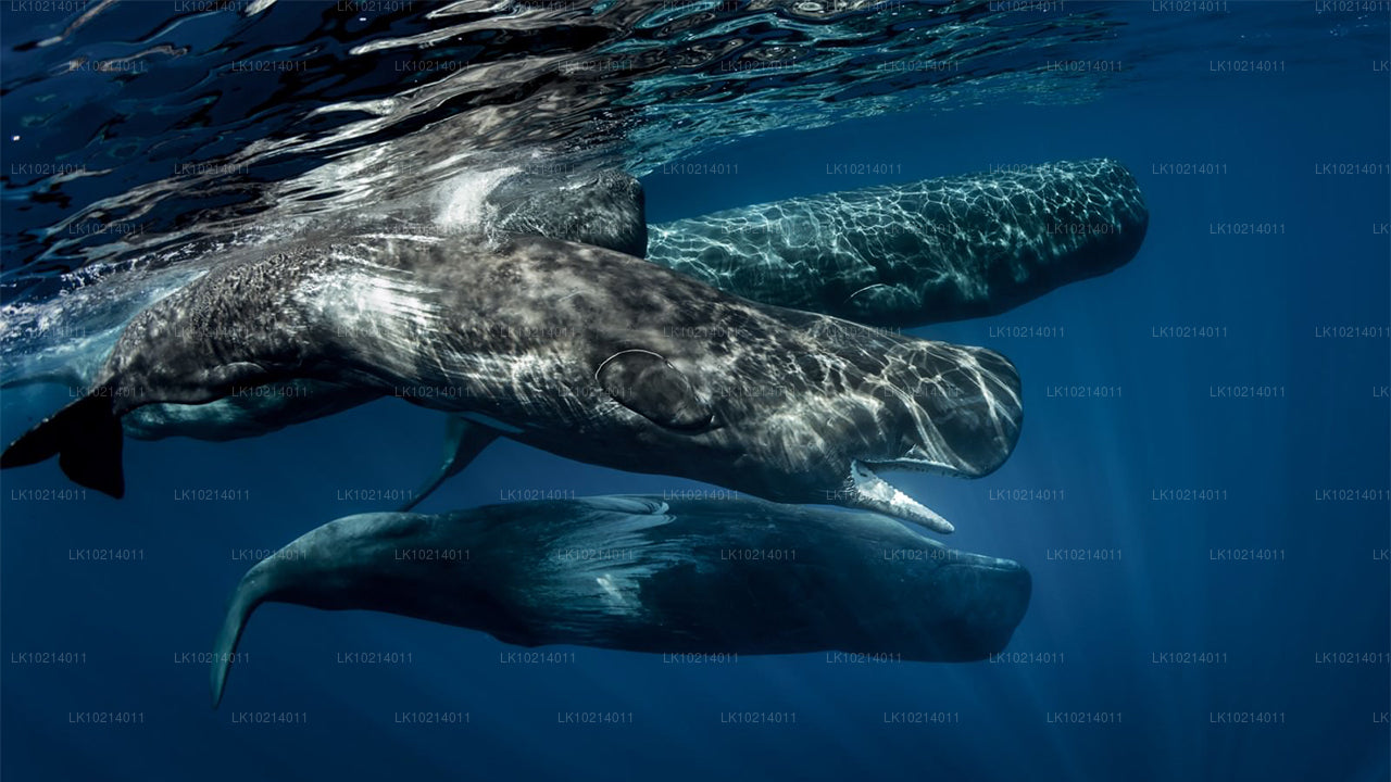 Ahangama i Mirissa z Bentota (2 dni)