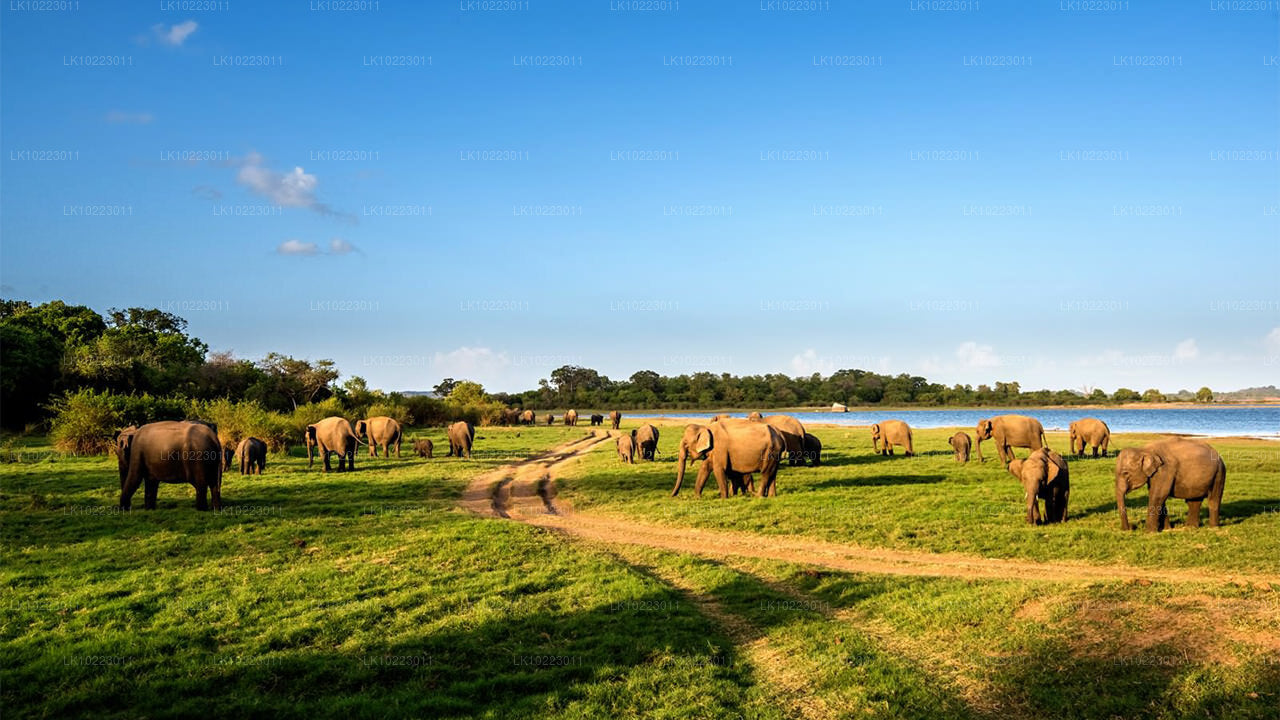 Sigirya i Minneriya z Negombo (2 dni)
