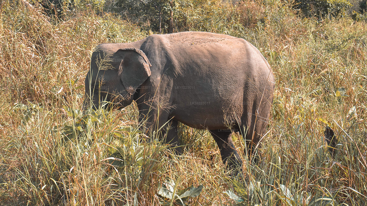 Sigirya i Minneriya z Negombo (2 dni)