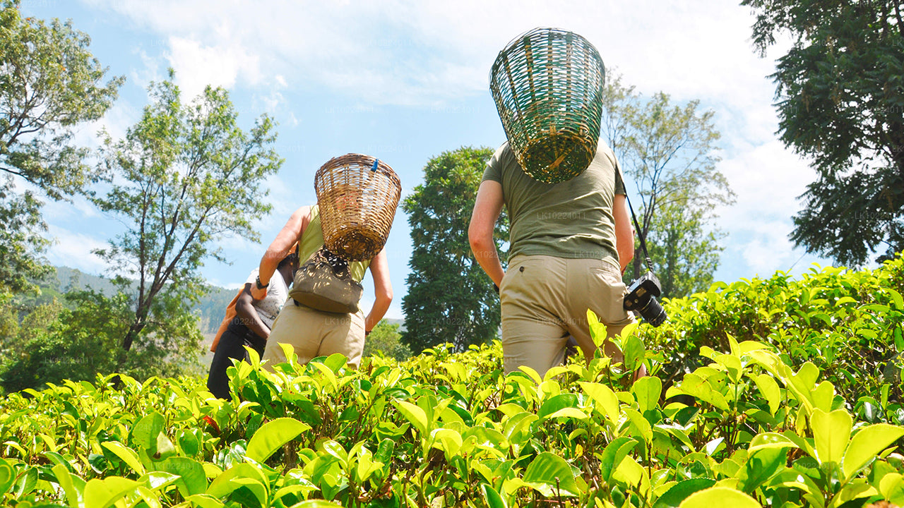 Nuwara Eliya z Negombo (2 dni)