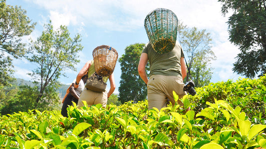 Nuwara Eliya z Negombo (2 dni)