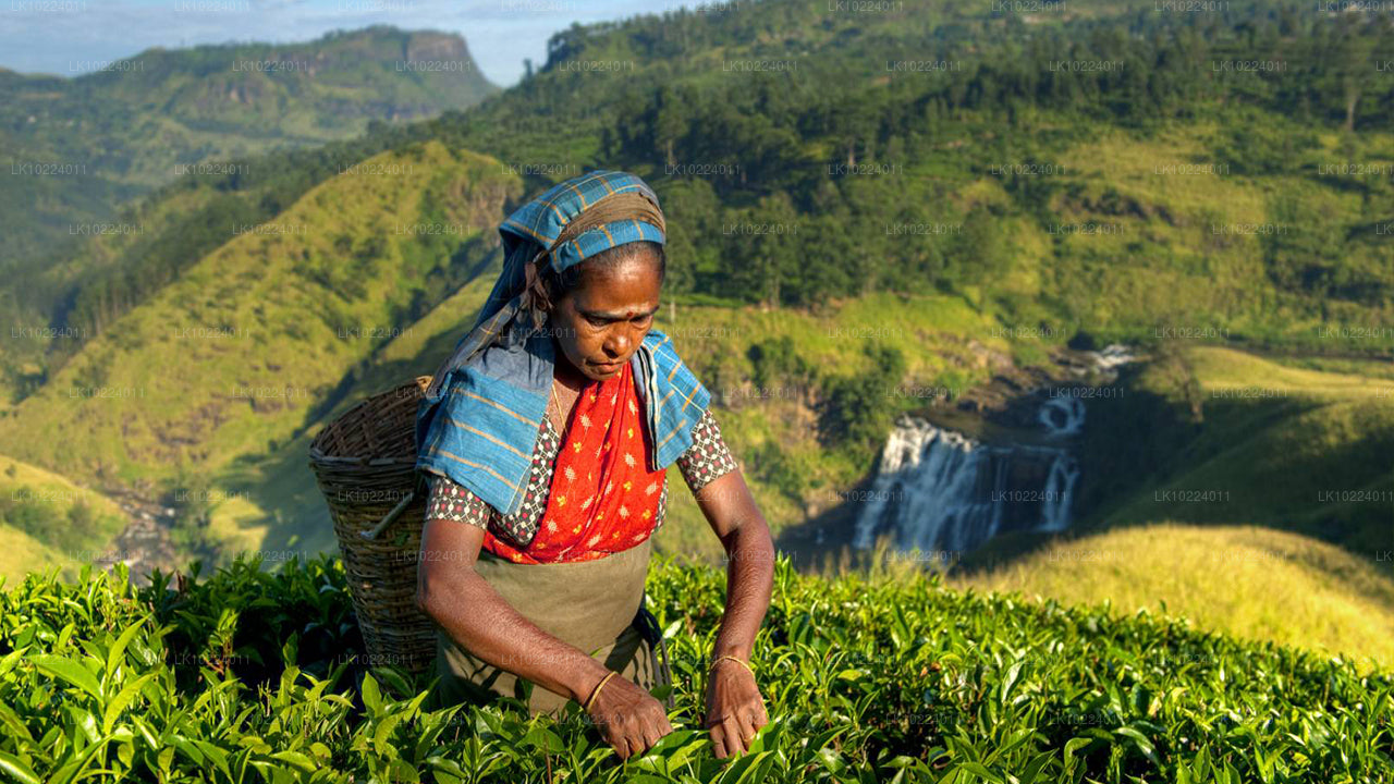 Nuwara Eliya z Negombo (2 dni)