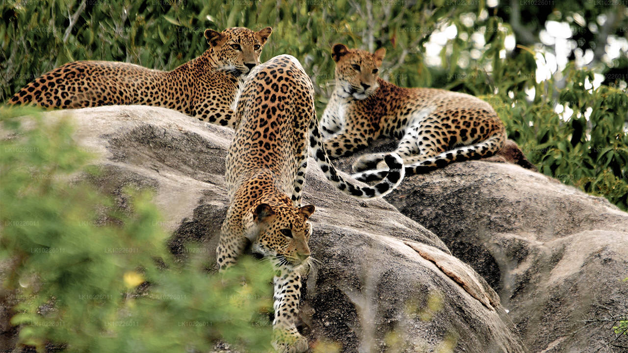 Świątynie i pustynia z Negombo (2 dni)