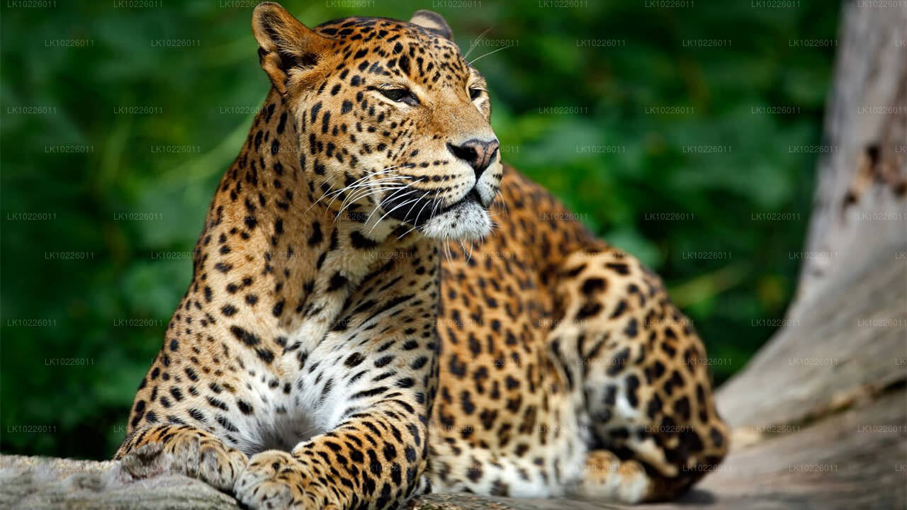 Świątynie i pustynia z Negombo (2 dni)