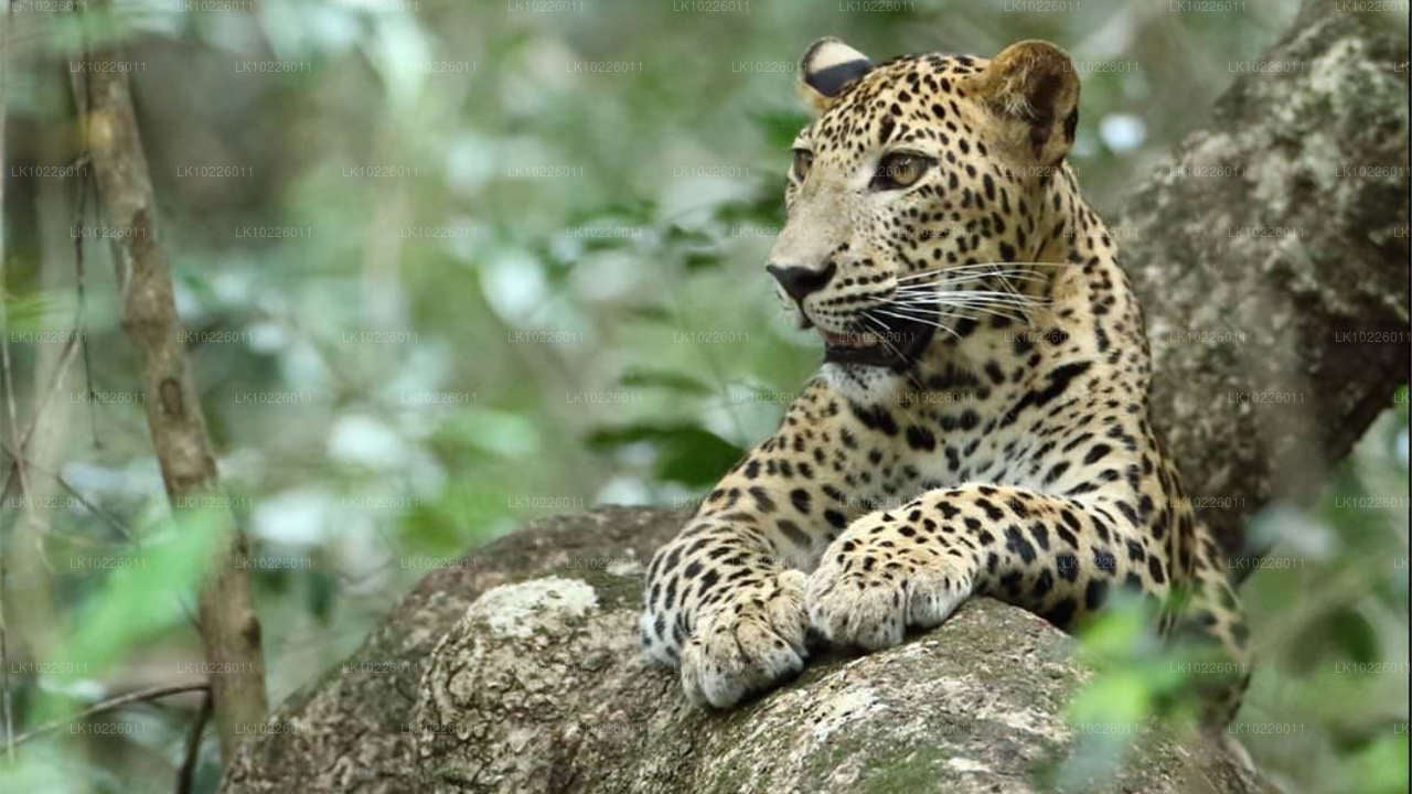 Świątynie i pustynia z Negombo (2 dni)