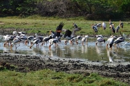 Dzikie cuda i ukryte świątynie z Hikkaduwy (2 dni)