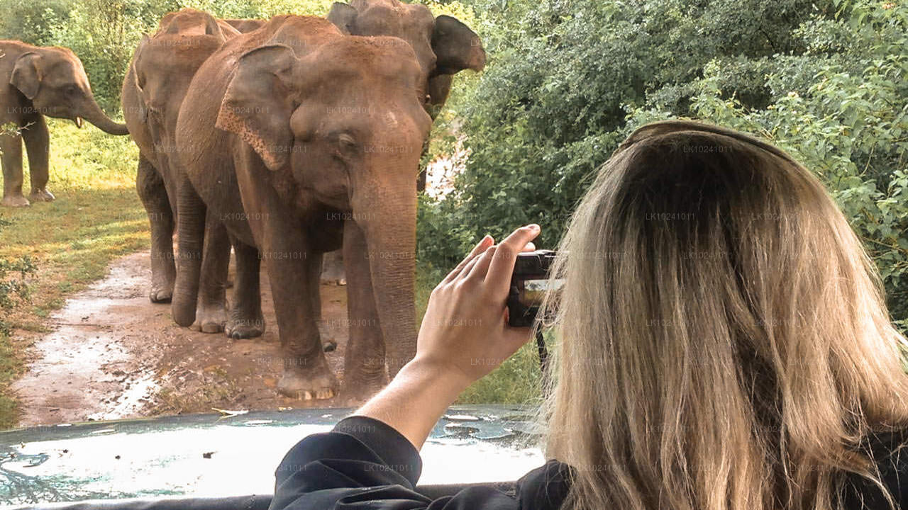 Udawalawe z Hikkaduwa (2 dni)