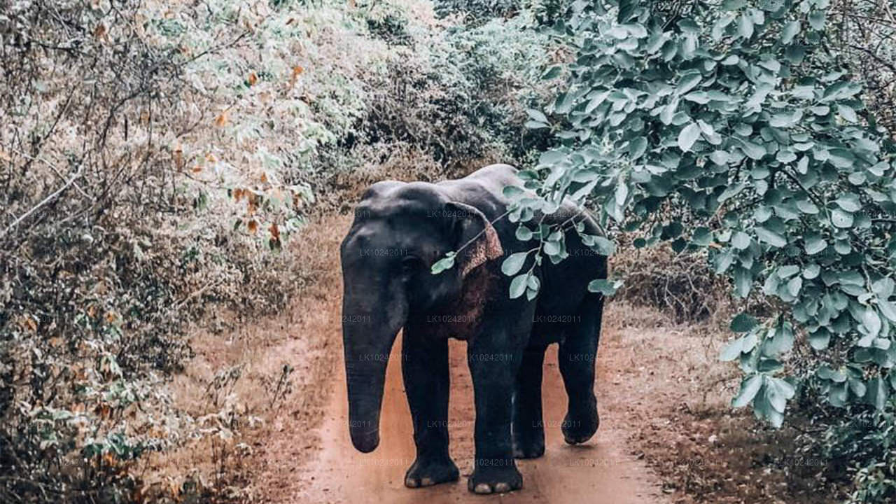 Starożytne cuda z Kolombo (2 dni)