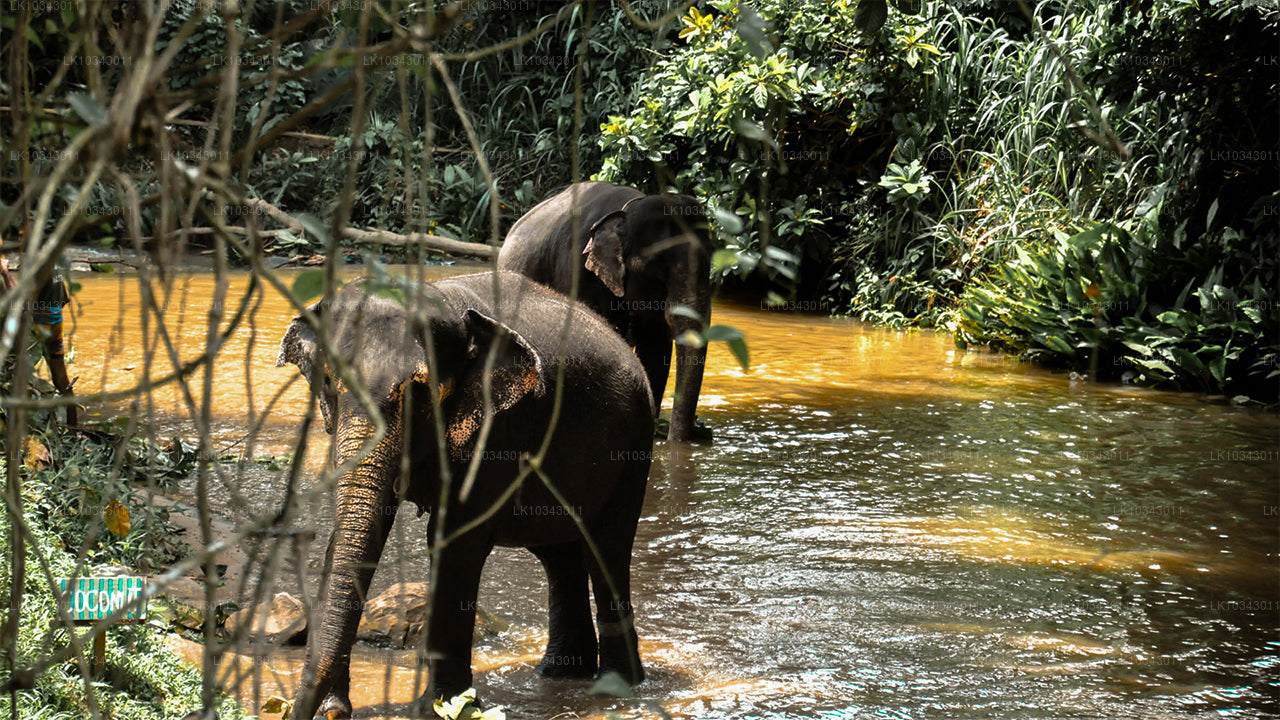 Wyspa Wonder (3 dni)