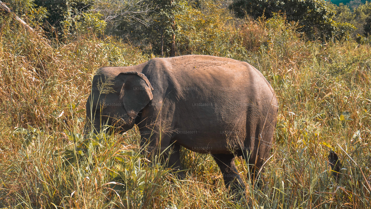 Opowieści o starożytnym Cejlonie z Kolombo (3 dni)