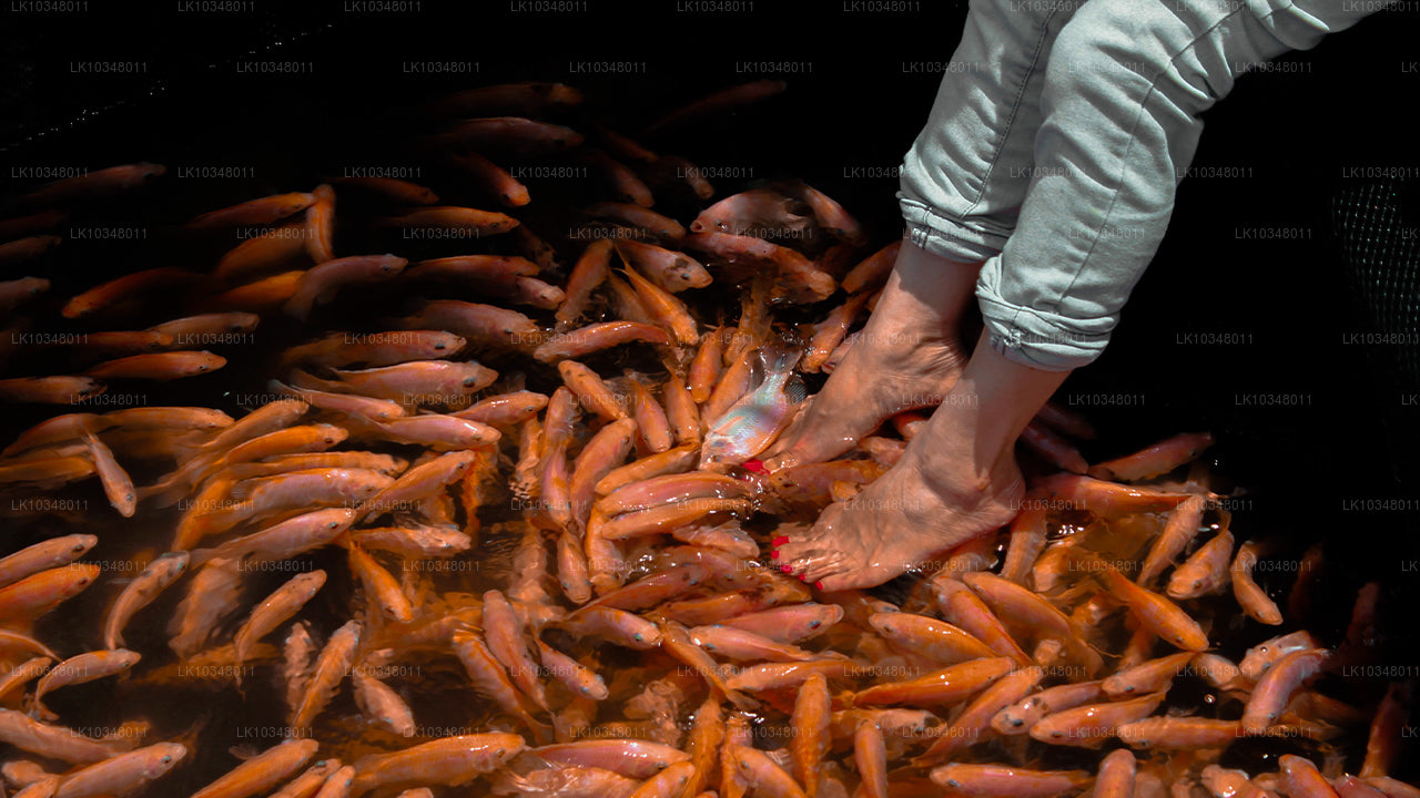 Przytulny Sri Lanka (3 dni)