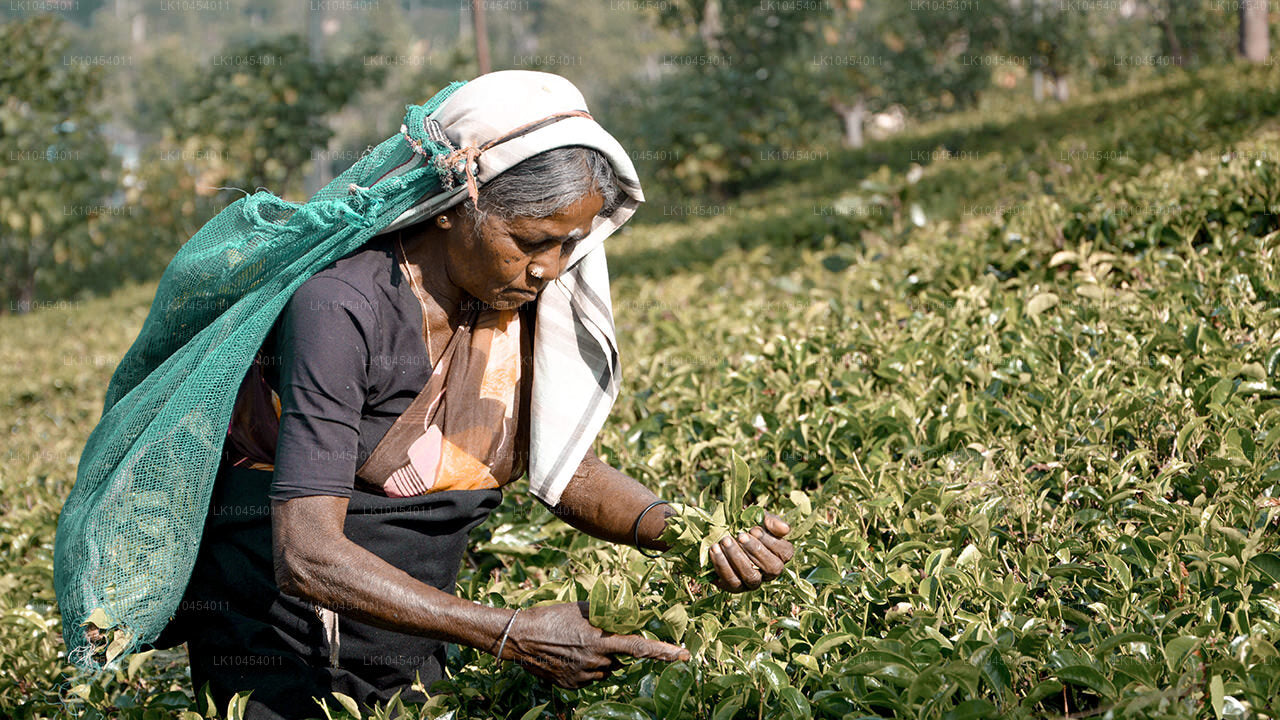 Horton Plains Przygoda (4 dni)