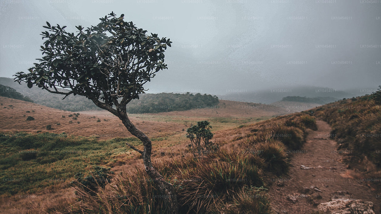Horton Plains Przygoda (4 dni)