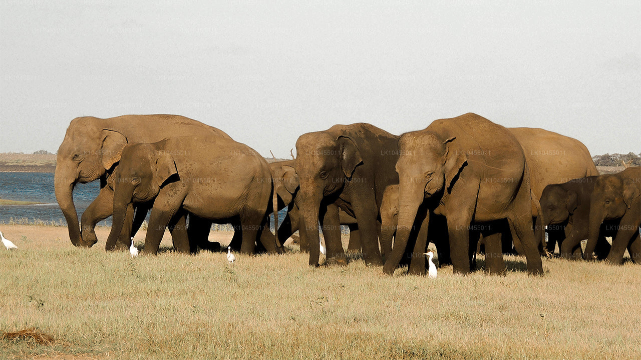 Wycieczka po Aboryginach na Sri Lance (4 dni)