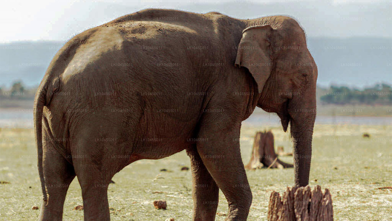 Wycieczka po Aboryginach na Sri Lance (4 dni)