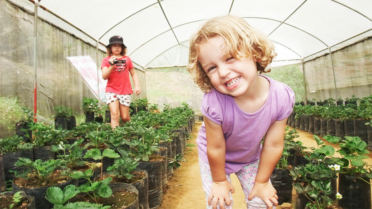 Agro Tour po Sri Lance (6 dni)