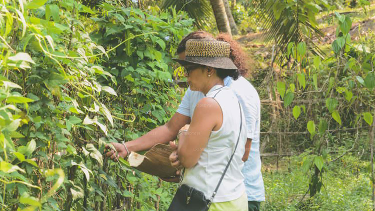 Agro Tour po Sri Lance (6 dni)