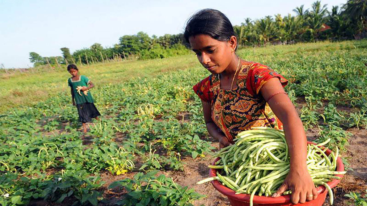 Agro Tour po Sri Lance (5 dni)
