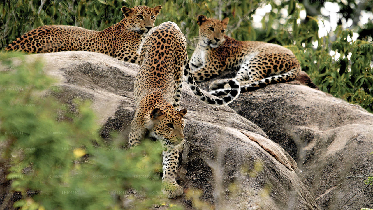 Przyroda, wzgórza i dzika przyroda (6 dni)